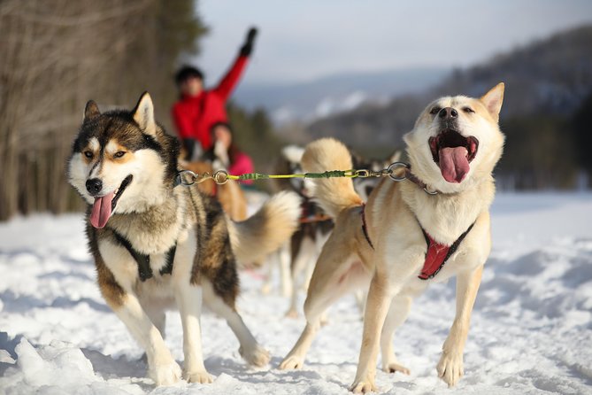 Dogsled Diable Adventure in Mont-Tremblant - Quick hits before you go