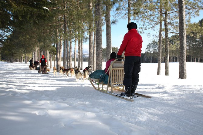 Dogsled Diable Adventure in Mont-Tremblant - Kennel visit and yurt finish: treats, brushing, and possible puppy time