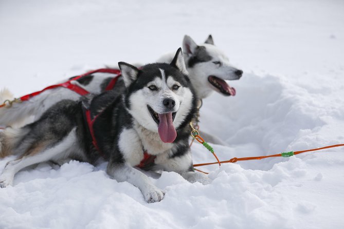 Dogsled Diable Adventure in Mont-Tremblant - What to wear for a helmet-required snow ride