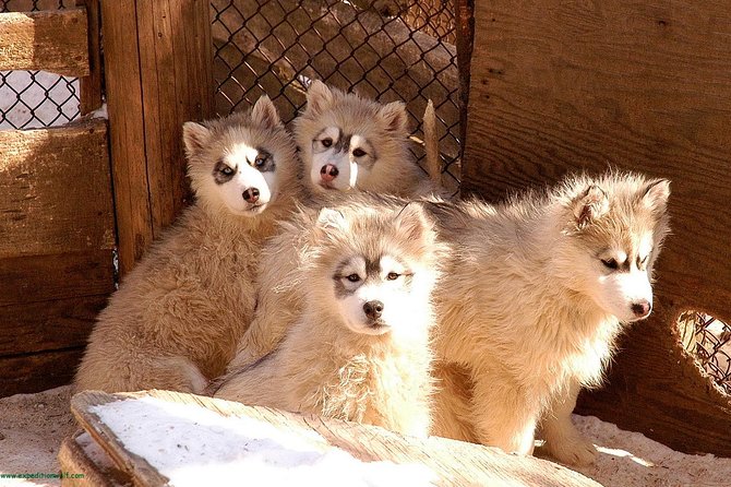 Dogsled Diable Adventure in Mont-Tremblant - Getting there: meeting point and arrive-early timing