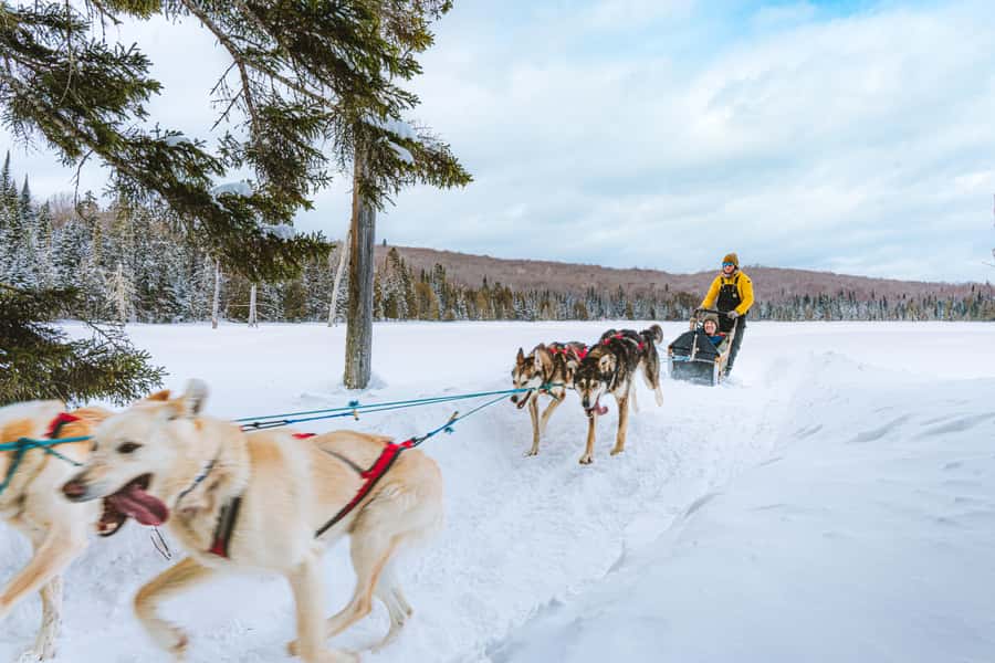Dogsledding Upper Laurentians near Mont-Tremblant - Upper Laurentians dogsledding, minus the rush
