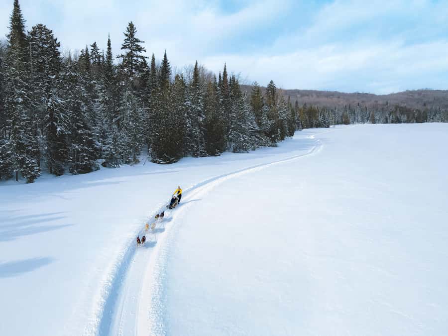 Dogsledding Upper Laurentians near Mont-Tremblant - Price at $185: what you’re paying for
