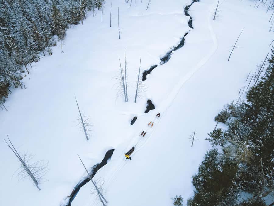 Dogsledding Upper Laurentians near Mont-Tremblant - Who this dogsledding near Mont-Tremblant is best for