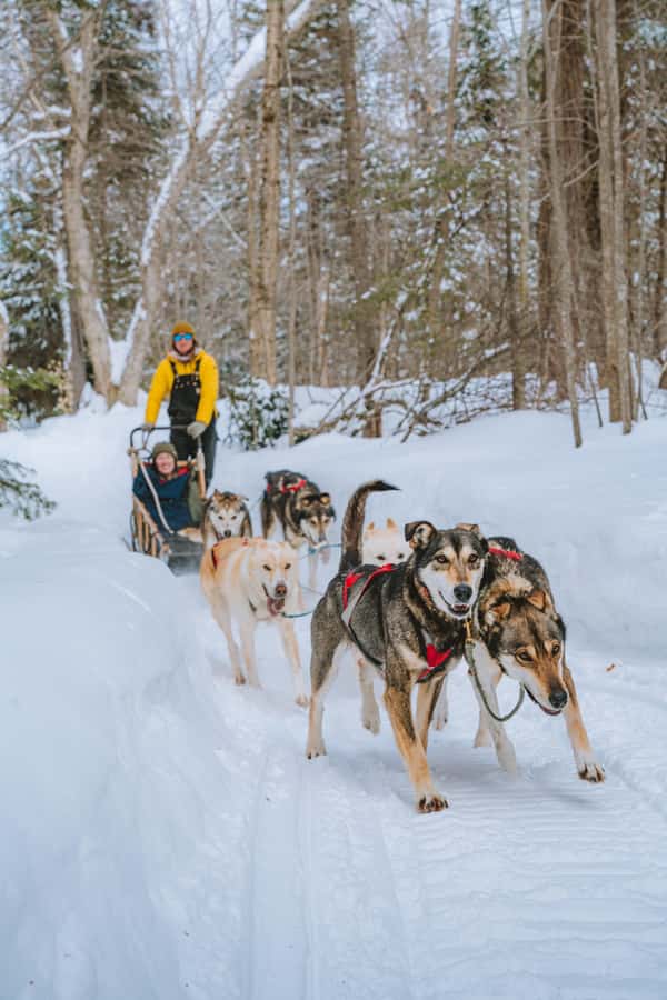 Dogsledding Upper Laurentians near Mont-Tremblant - The 1-hour trail ride: briefing, pacing, and switching roles