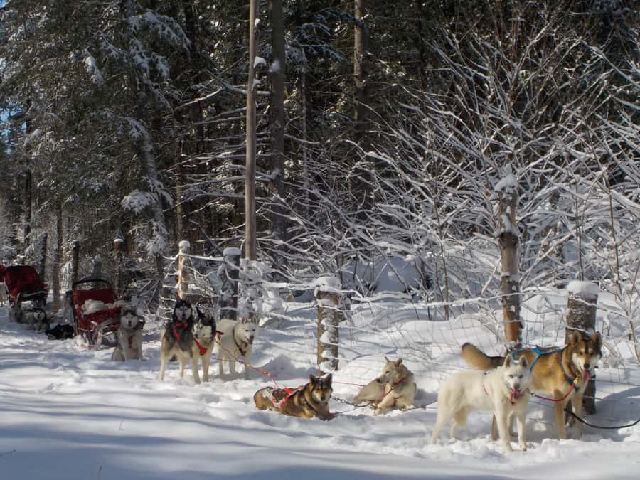 Dogsledding Valley Adventure near Mont-Tremblant - Meeting the Husky Pack at the Kennel Near Mont-Tremblant