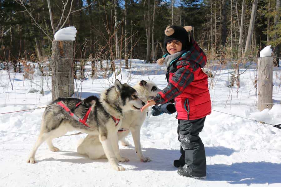 Dogsledding Valley Adventure near Mont-Tremblant - The Mid-Ride Shack Break: Fire, Desserts, and Hot Chocolate