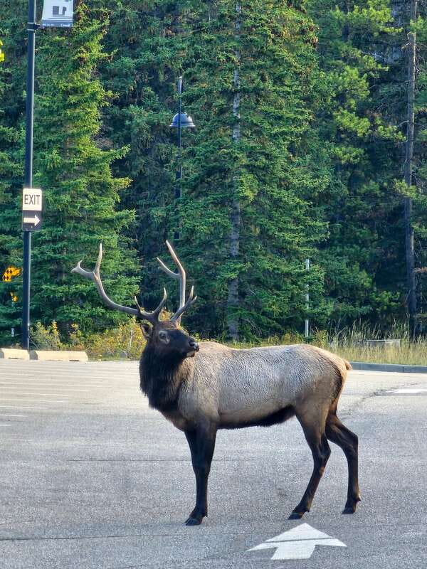 Emerald Lake, Lake Louise, Johnston Canyon & Banff Tour SUV - Lunch and shopping break: use the 30 minutes wisely
