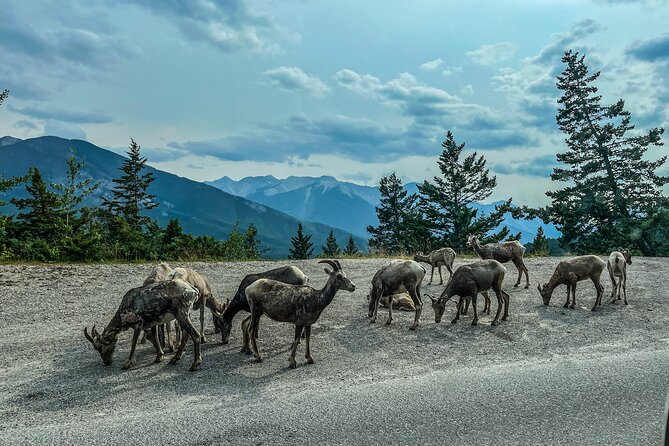 Emerald Lake,Natural Bridge, Wapta Falls & Takakkaw Falls in Yoho - Wapta Falls: summer hike or winter Lake Louise swap