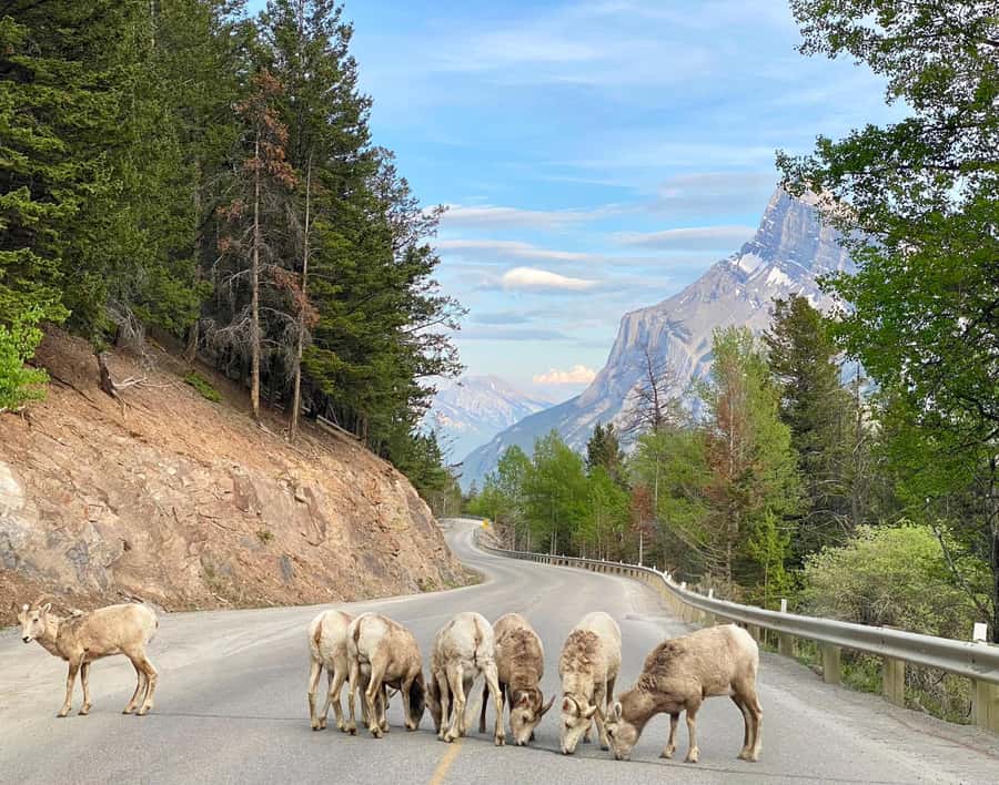 Explore Banff National Park & Lake Louise Day Trip - Setting off from Calgary, Canmore, or Banff town