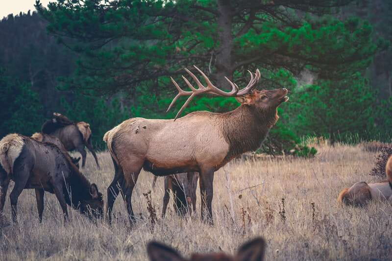 From Banff: Banff Wildlife & Scenic Highlights Premium Tour - Two Jack Lake: quick views, fast timing, and camera-ready angles