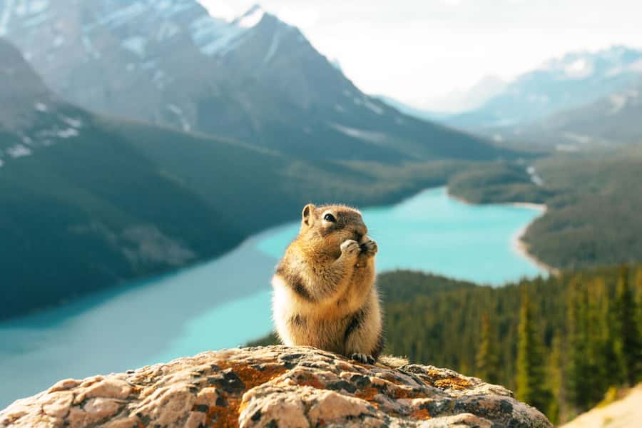 From Banff: Scenic Icefields Parkway Premium Guided Day Tour - Key takeaways before you go