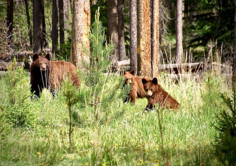 From Banff: Scenic Icefields Parkway Premium Guided Day Tour - Why this Icefields Parkway day tour feels like the right kind of ticket