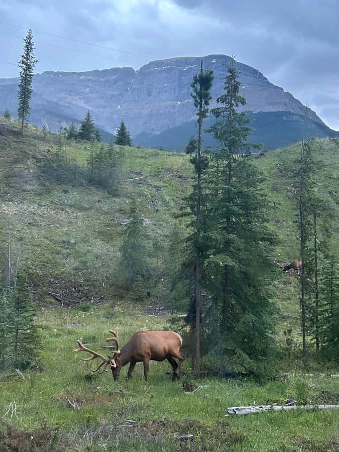 From Banff: Scenic Icefields Parkway Premium Guided Day Tour - Peyto Lake trail time: the easy hike that gives you real payoff