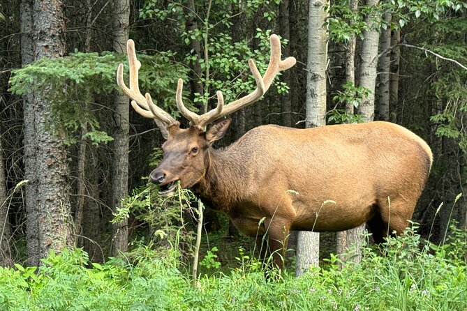 From Banff: Shuttle Service to Moraine Lake & Lake Louise - Lake Louise: The UNESCO Setting and Time for a Lakeshore Stroll