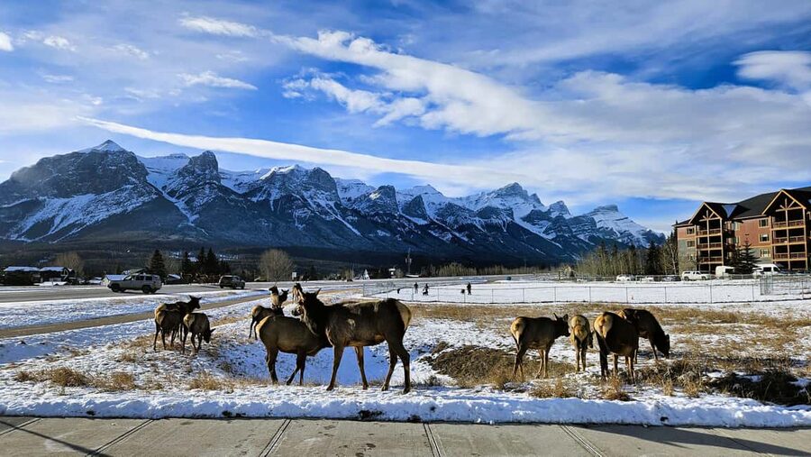 From Calgary to Banff: Day Trip with Wolfdog Sanctuary Visit - Two Jack Lake for quick Insta-style photos, then Bow Falls to close the loop