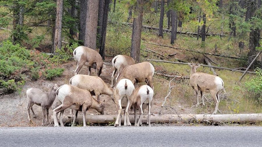From Calgary to Banff: Day Trip with Wolfdog Sanctuary Visit - Banff Avenue shopping time: the payoff after the scenic stops
