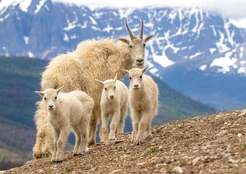 From Jasper: Jasper National Park Wildlife Discovery Tour - Who This Tour Suits Best, and Who Might Want to Skip It