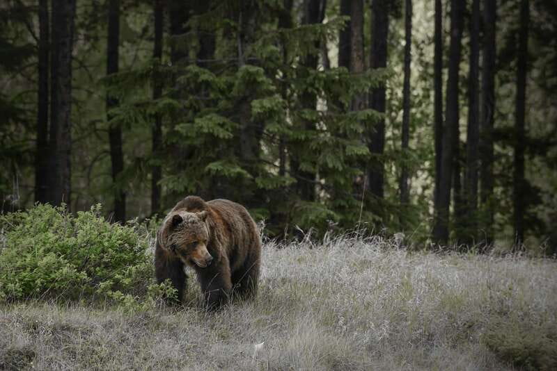 From Jasper: Jasper National Park Wildlife Discovery Tour - How the Jasper Pickup-to-Park Drive Really Feels
