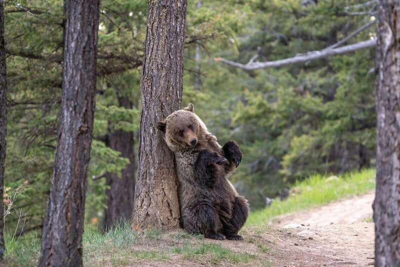 From Jasper: Jasper National Park Wildlife Discovery Tour - Wildlife Odds: The Part You Cannot Control