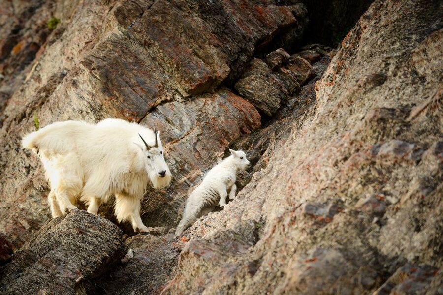 From Jasper: Jasper National Park Wildlife Discovery Tour - Photo Tips That Match This Tour Style