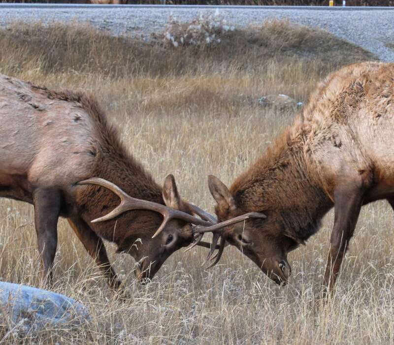 From Jasper: Jasper National Park Wildlife Discovery Tour - Price and Value: What $66 Gets You, and When a Rental Car Might Win