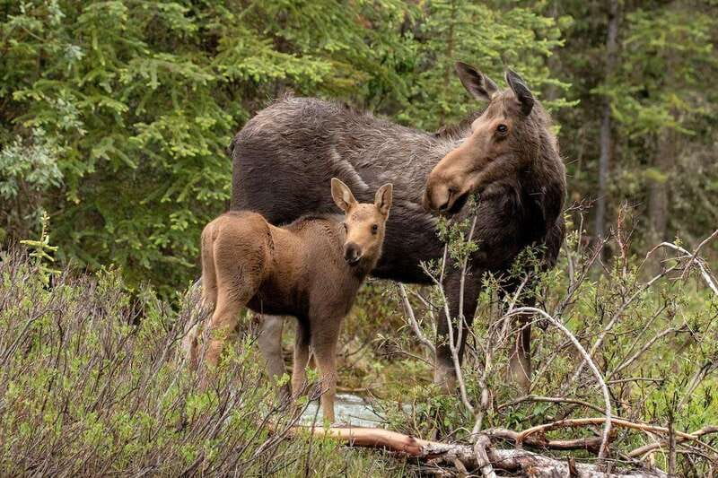 From Jasper: Jasper National Park Wildlife Discovery Tour - Guide Quality Is the Whole Game