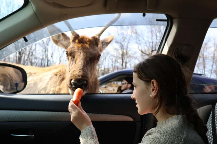 From Montreal: Omega Park Wildlife Safari Calling Sounds - Omega Park, but with animal calls you can understand