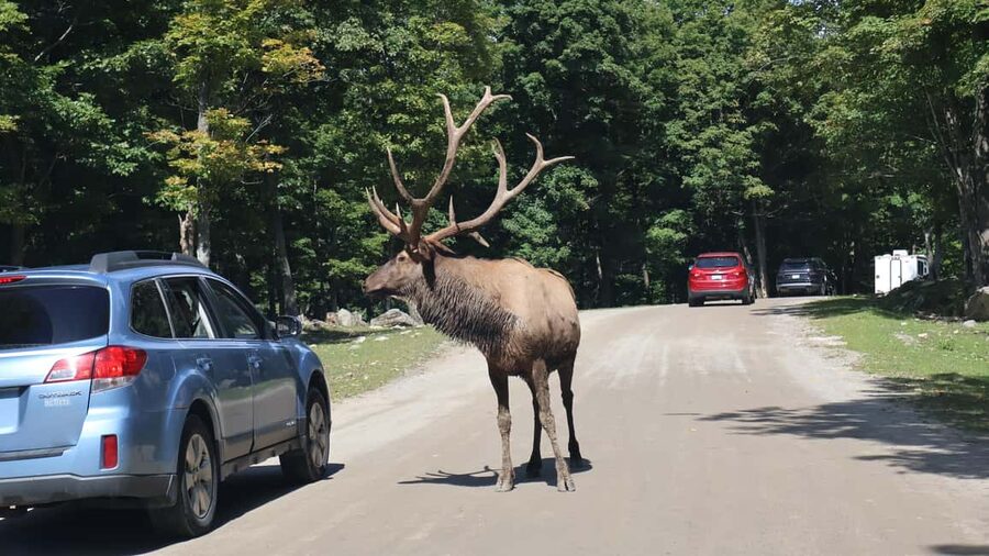 From Montreal: Omega Park Wildlife Safari Calling Sounds - Parc Omega: where deer, elk, bison, and wolves roam freely