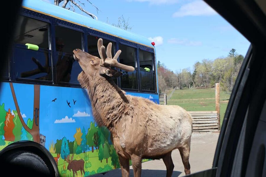 From Montreal: Omega Park Wildlife Safari Calling Sounds - Ethical feeding, binocular viewing, and staying in the right rhythm