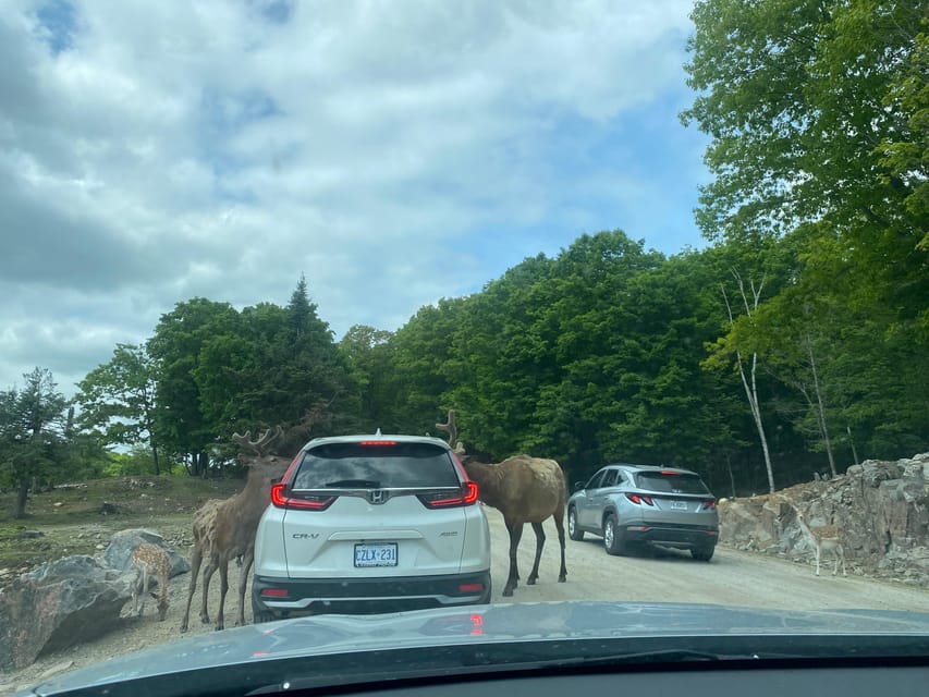 From Montreal: Omega Park Wildlife Safari Calling Sounds - How the Montebello Lodge and breaks fit into the day