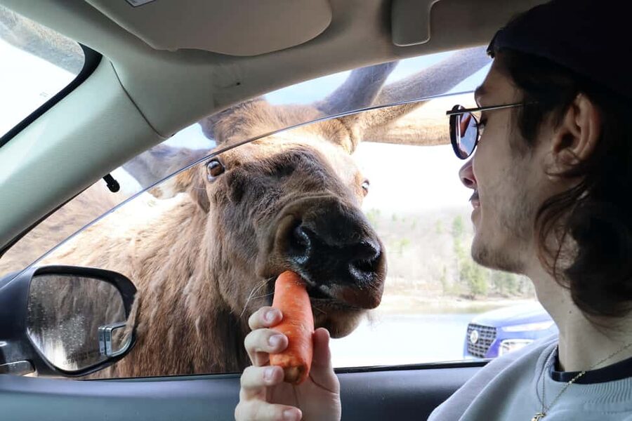 From Montreal: Omega Park Wildlife Safari Calling Sounds - What a 7 to 9 hour day feels like