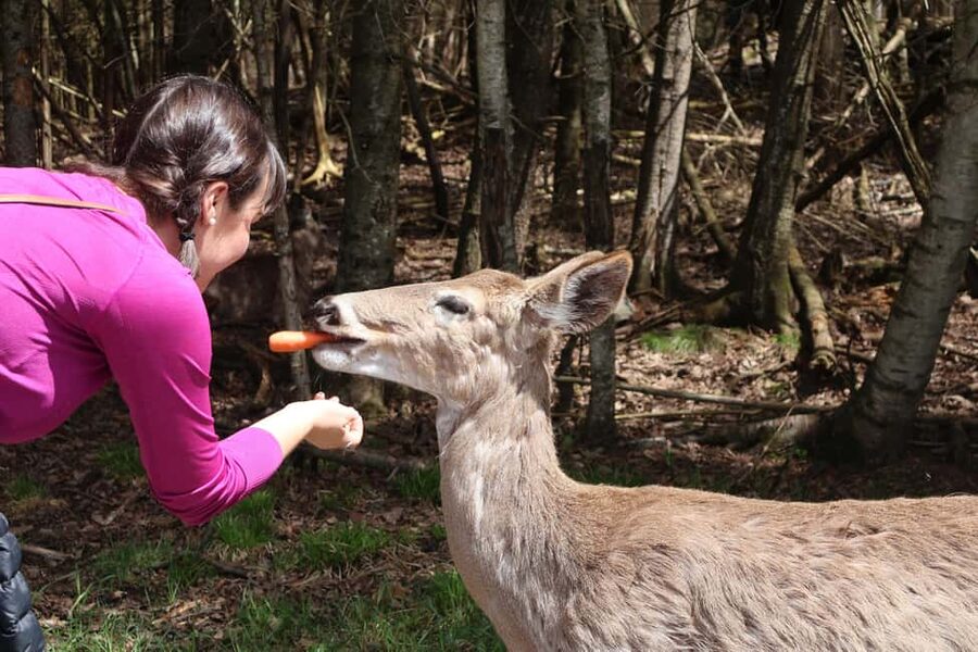 From Montreal: Omega Park Wildlife Safari Calling Sounds - Languages, guide style, and why private time matters