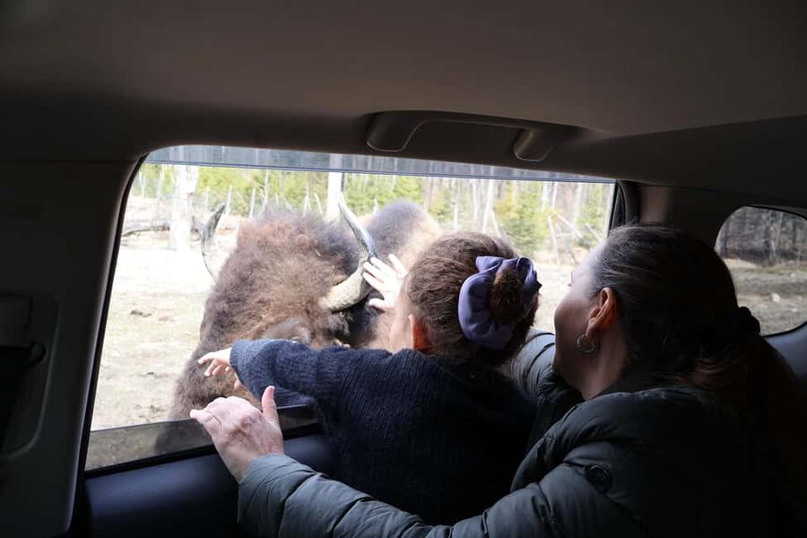 From Montreal: Omega Park Wildlife Safari Calling Sounds - From Montreal pickup to Quebec countryside drive