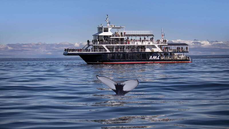 From Quebec City: Whale Watching Excursion Full-Day Trip - Whale Watching That Starts in Québec City, Not a Rental Car