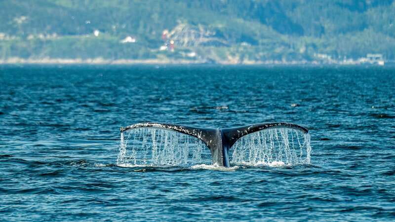 From Quebec City: Whale Watching Excursion Full-Day Trip - The Long Bus Ride Through Charlevoix: Comfortable, But It Takes Time