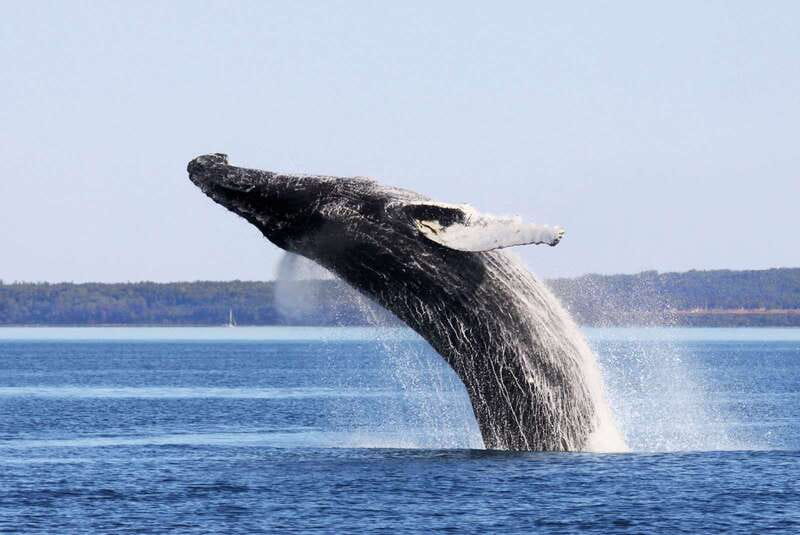 From Quebec City: Whale Watching Excursion Full-Day Trip - Baie-Sainte-Catherine Break: Stretch, Refuel, and Decide Your Lunch Strategy