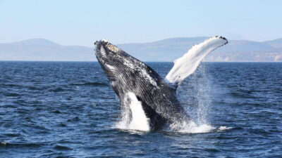 Whale Watching Excursion Full-Day Trip