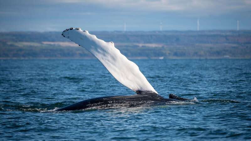 From Quebec City: Whale Watching Excursion Full-Day Trip - Coastal Stops and Pass-By Views: Photo Breaks You Will Actually Use