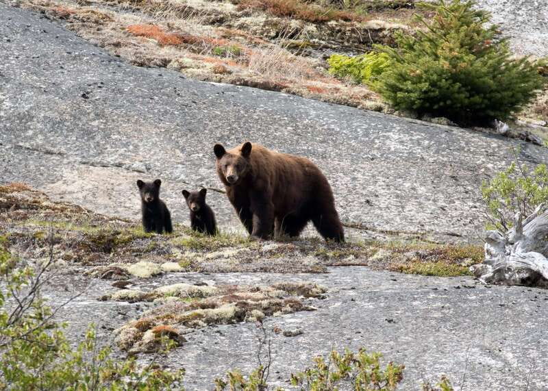 From Skagway: Yukon Sled Dog Mushing & White Pass Combo - Tormented Valley, Summit Lake Views, and Subarctic Country