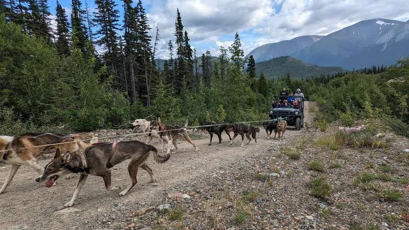 From Skagway: Yukon Sled Dog Mushing & White Pass Combo - Tutshi Dog Sledding Camp: Learn How It Works, Then Meet the Dogs