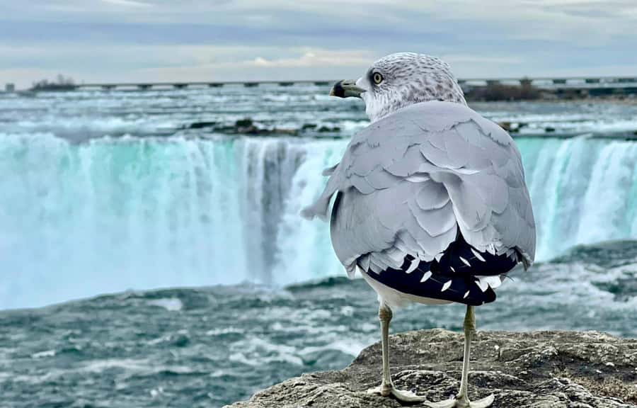 From Toronto: Niagara Falls Tour + Boat Ride and/or Journey - Free time at the falls: how to use it without stress