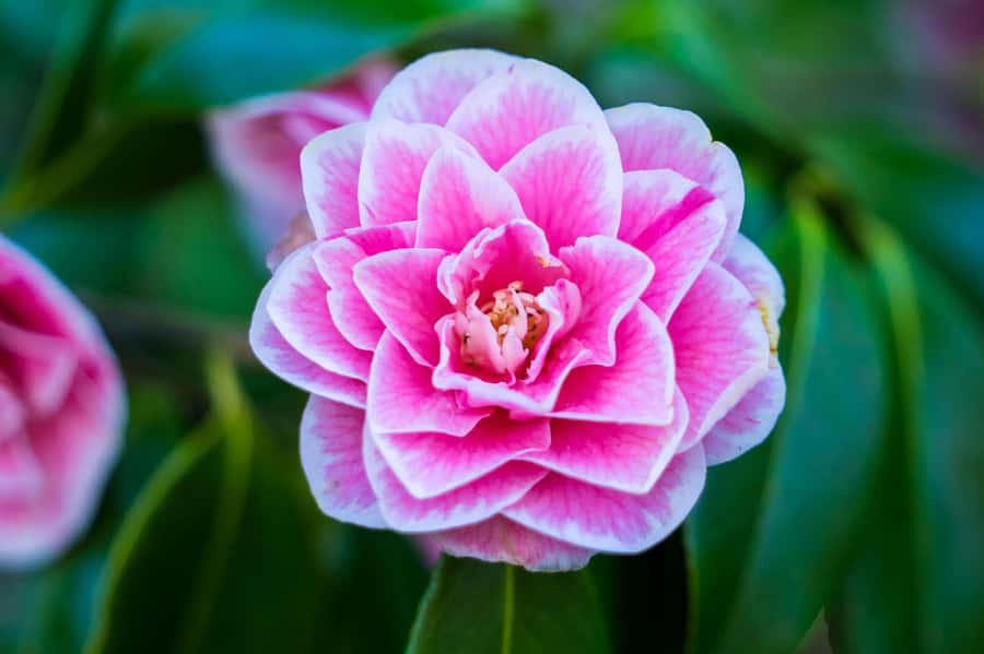From Vancouver: Butchart Gardens & Victoria Sightseeing Tour - Guide quality makes a big difference on this route