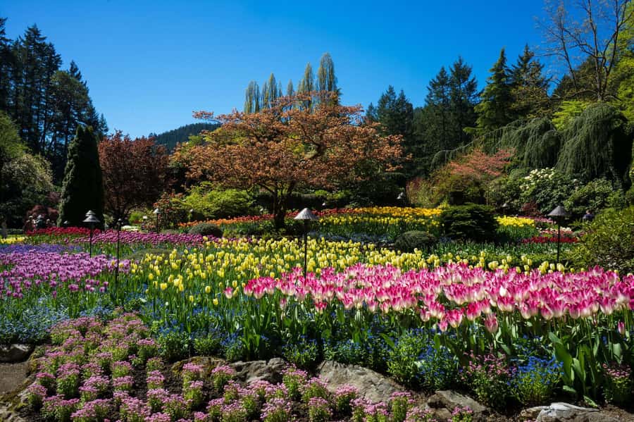 From Vancouver: Butchart Gardens & Victoria Sightseeing Tour - When the order flips: Butchart Gardens first on some dates