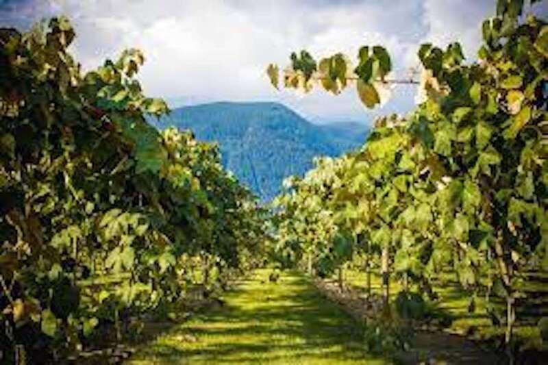 From Vancouver: Half-Day Fraser Valley Wine Tour - Who This Fraser Valley Wine Tour Is Best For