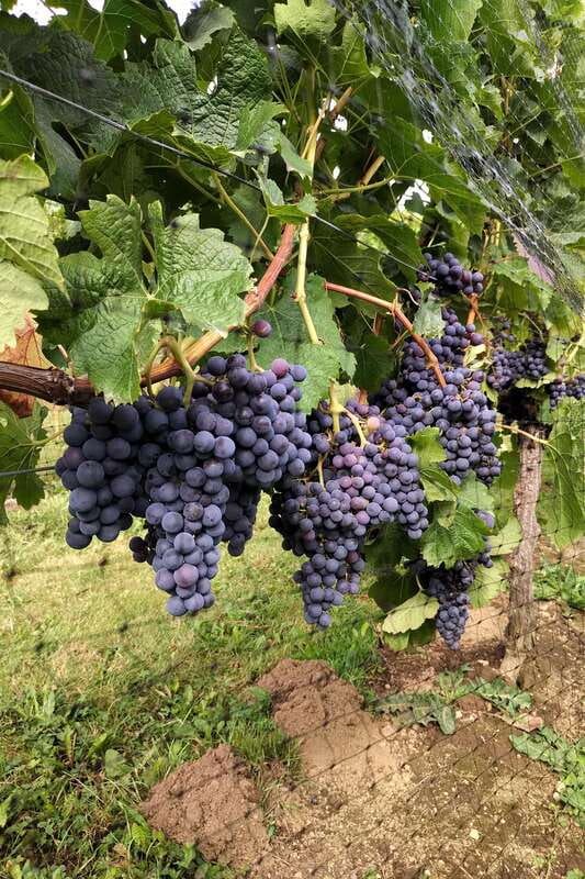 From Vancouver: Half-Day Fraser Valley Wine Tour - Bonus Winery Stops: How to Think About the Extra Time