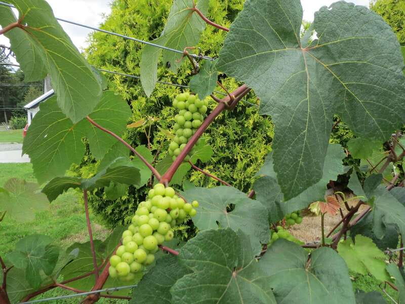From Vancouver: Half-Day Fraser Valley Wine Tour - The Half-Day Schedule: 10 a.m. Pickup, 5 Hours Total, and Three Stops