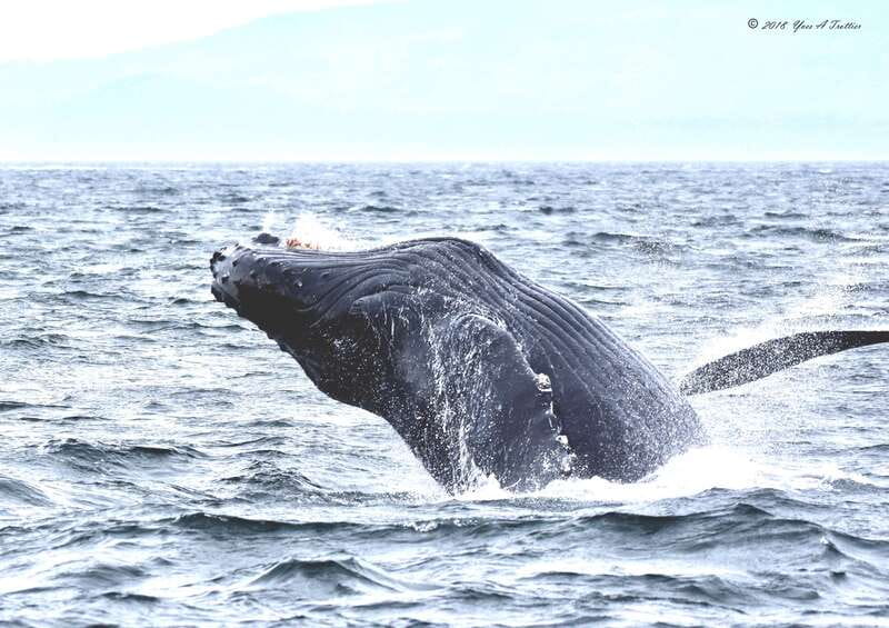 From Victoria: Whale Watching Tour by Zodiac Boat - Key things I’d bookmark before you go