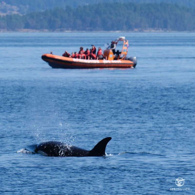 From Victoria: Whale Watching Tour by Zodiac Boat - Guides that keep the search focused (and the mood upbeat)