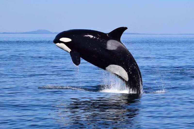 From Victoria: Whale Watching Tour by Zodiac Boat - The skipper’s game plan for finding killer whales and humpbacks