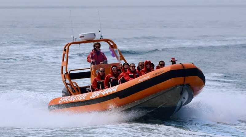 From Victoria: Whale Watching Tour by Zodiac Boat - Wildlife beyond whales: seals, sea lions, porpoises, and seabirds